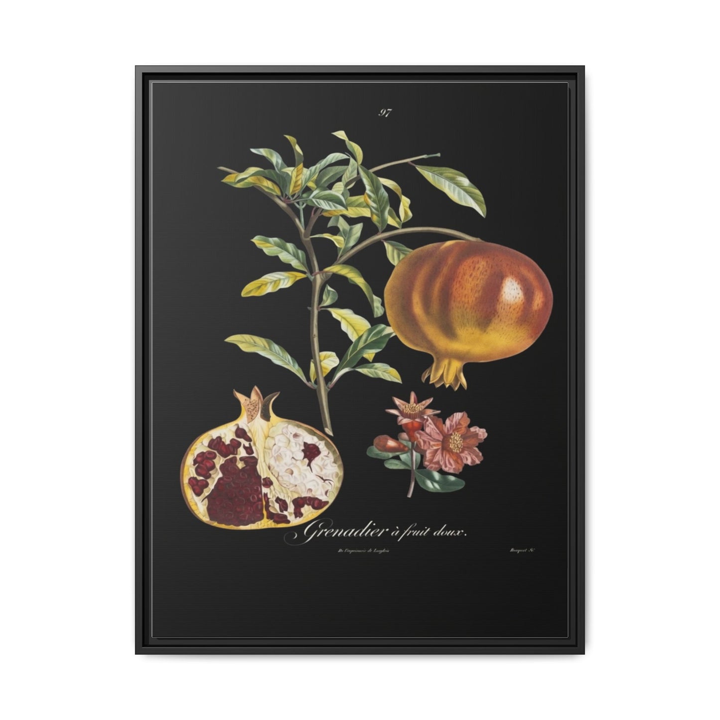Pomegranate Botanical Framed Canvas Print — Vintage Fruit Wall Art
