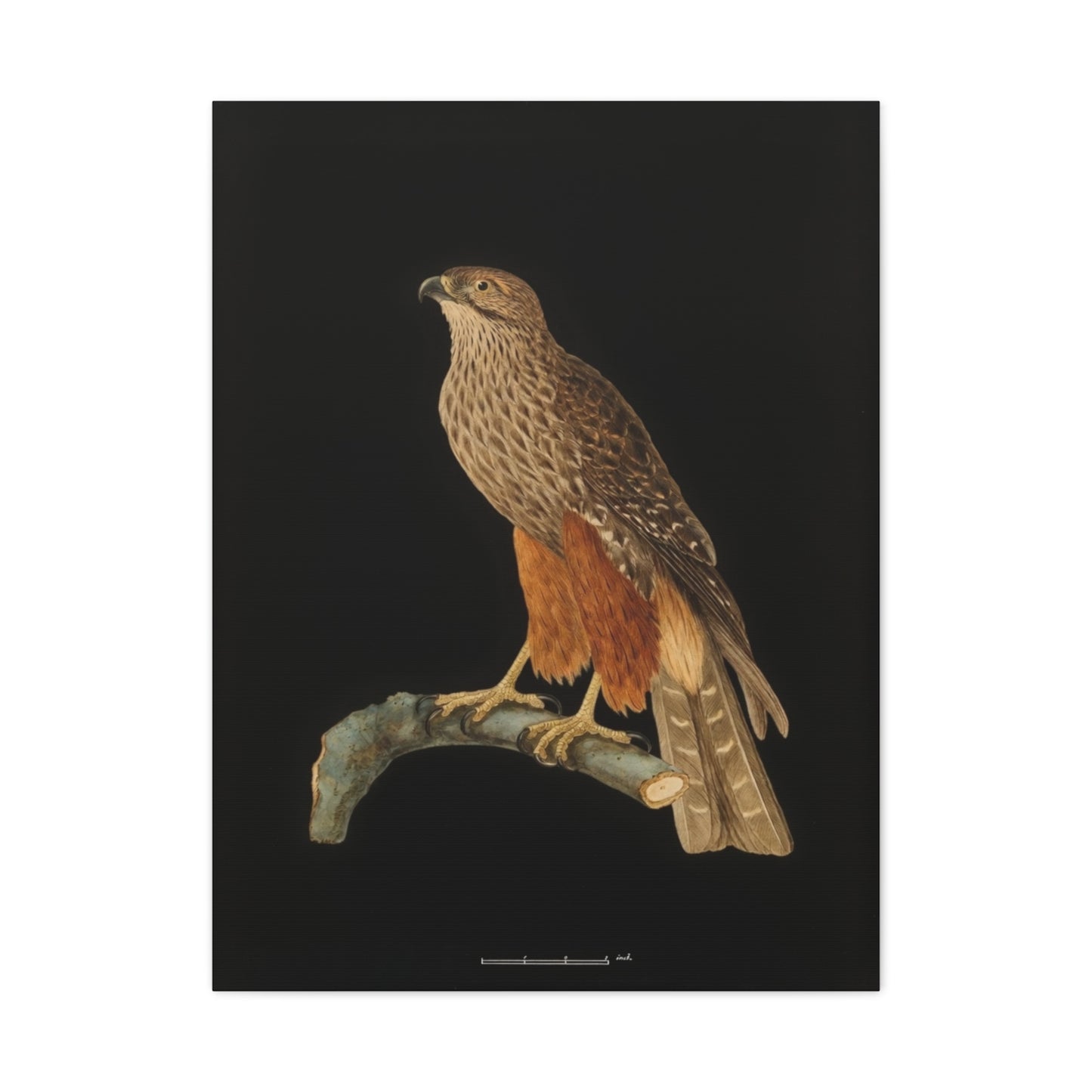 Falcon Art Canvas Print — Matte Stretched Bird Illustration