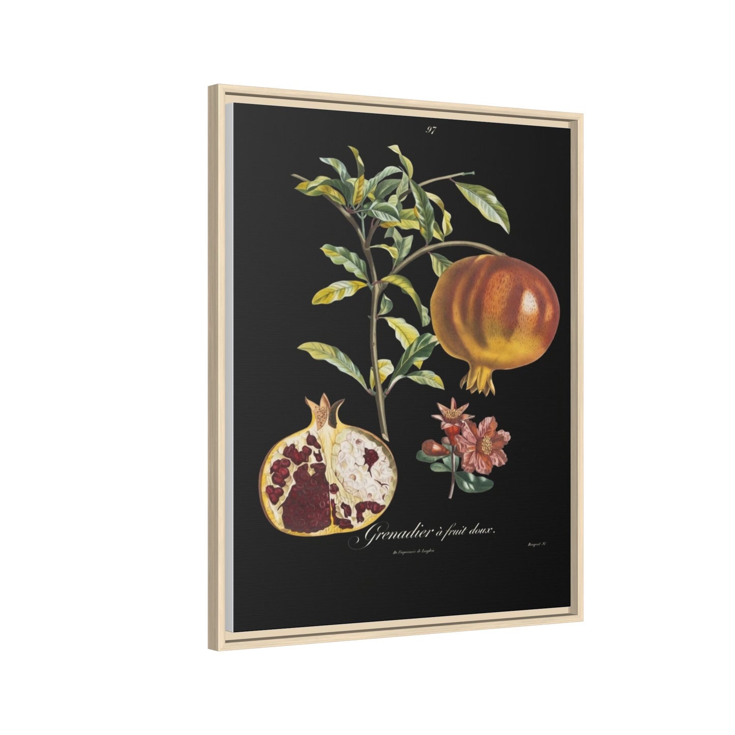 Pomegranate Botanical Framed Canvas Print — Vintage Fruit Wall Art