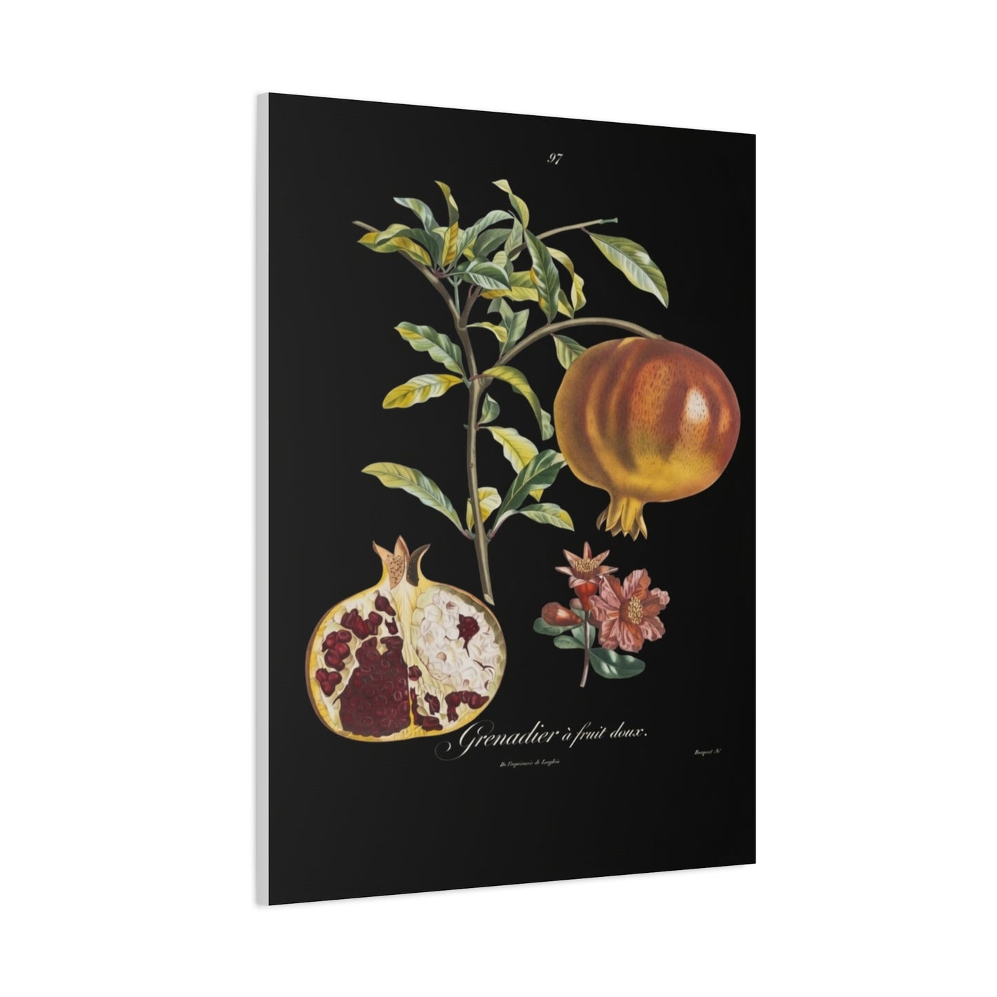 Pomegranate Botanical Canvas Print — Matte Stretched Wall Art