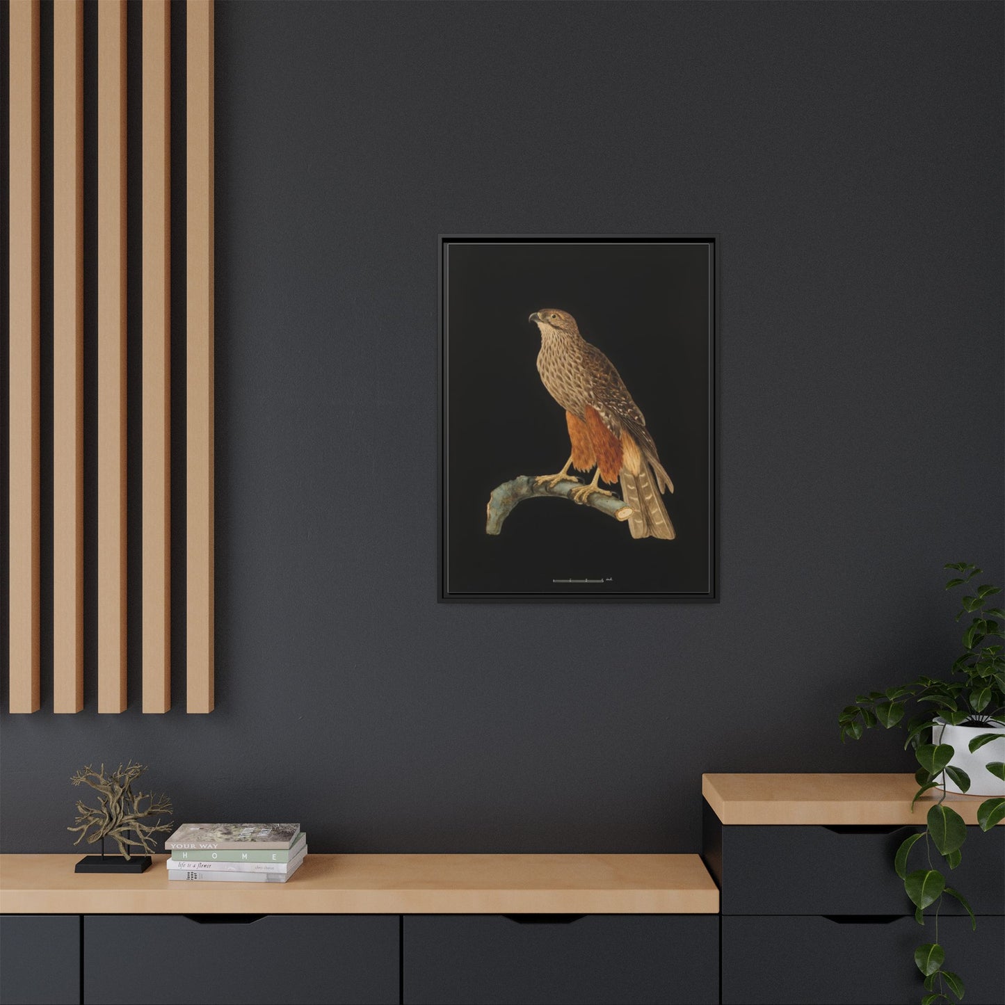 Framed Matte Canvas Print — Vintage Red-Shouldered Hawk Illustration