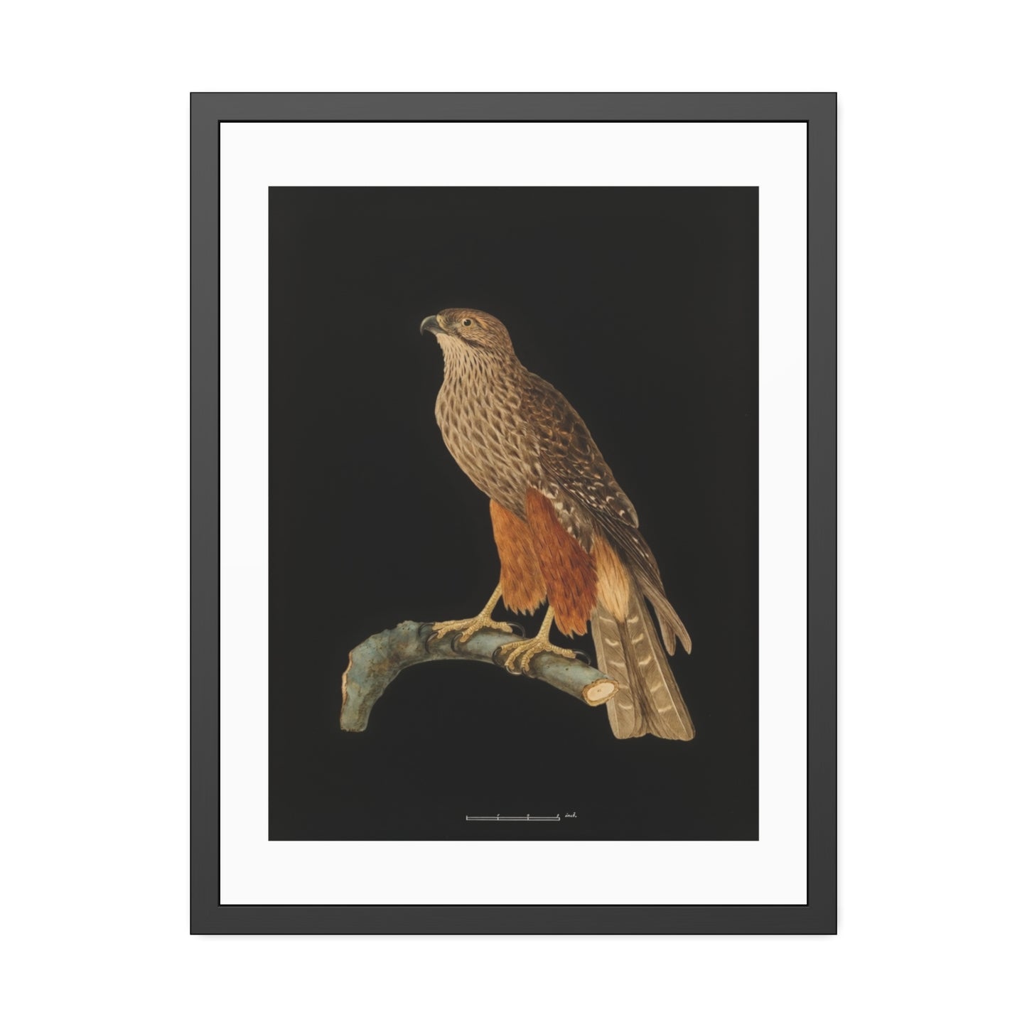 Framed Bird Art Print — Vintage Red-Shouldered Hawk Illustration Poster
