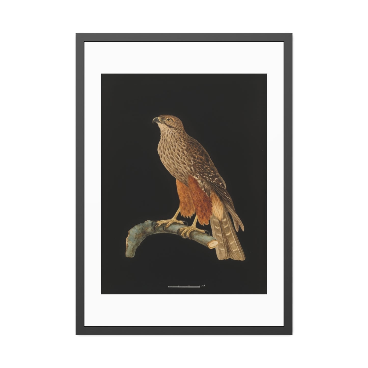 Framed Bird Art Print — Vintage Red-Shouldered Hawk Illustration Poster