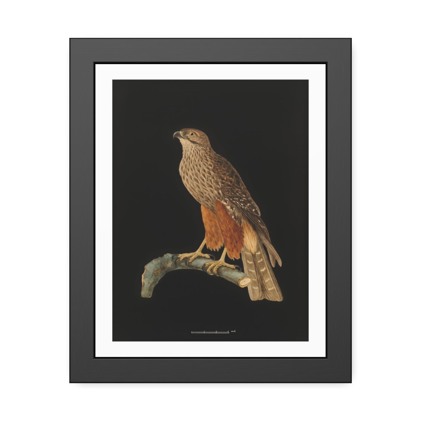 Framed Bird Art Print — Vintage Red-Shouldered Hawk Illustration Poster