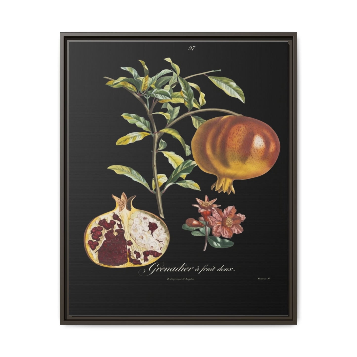 Pomegranate Botanical Framed Canvas Print — Vintage Fruit Wall Art