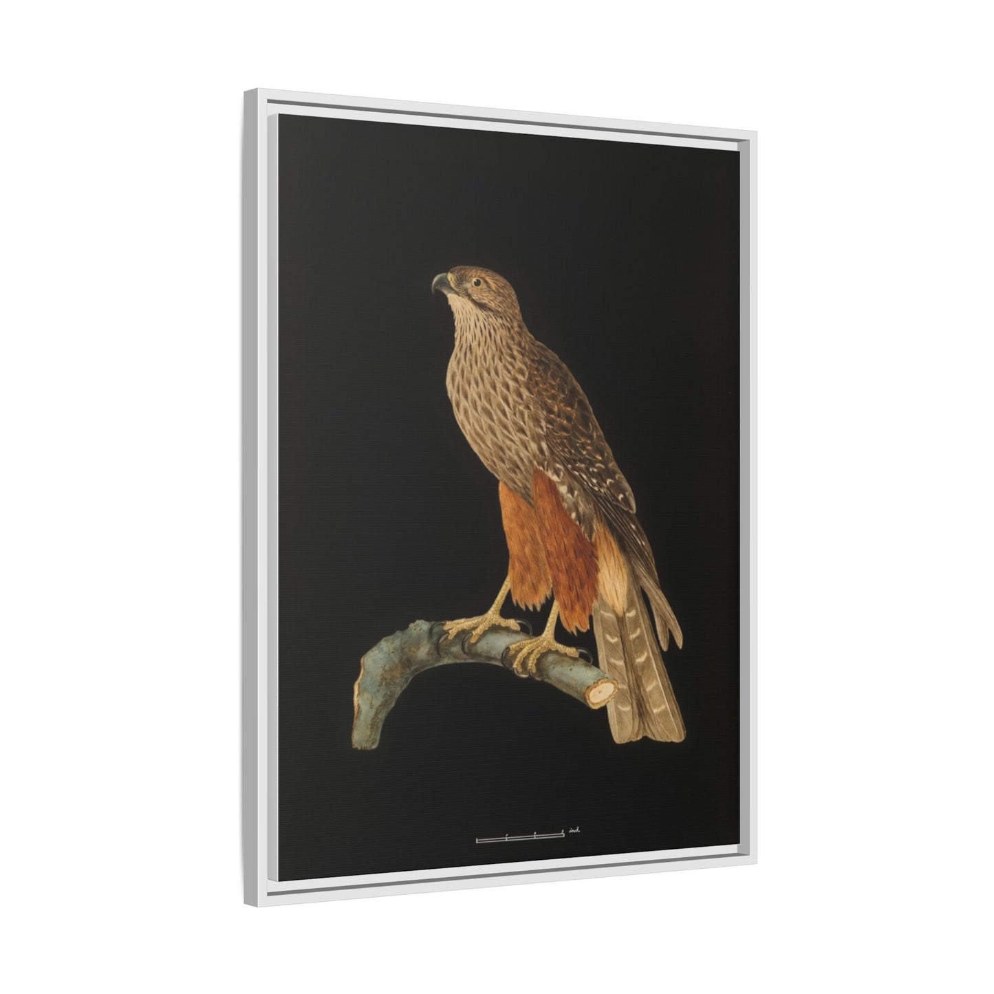 Framed Matte Canvas Print — Vintage Red-Shouldered Hawk Illustration