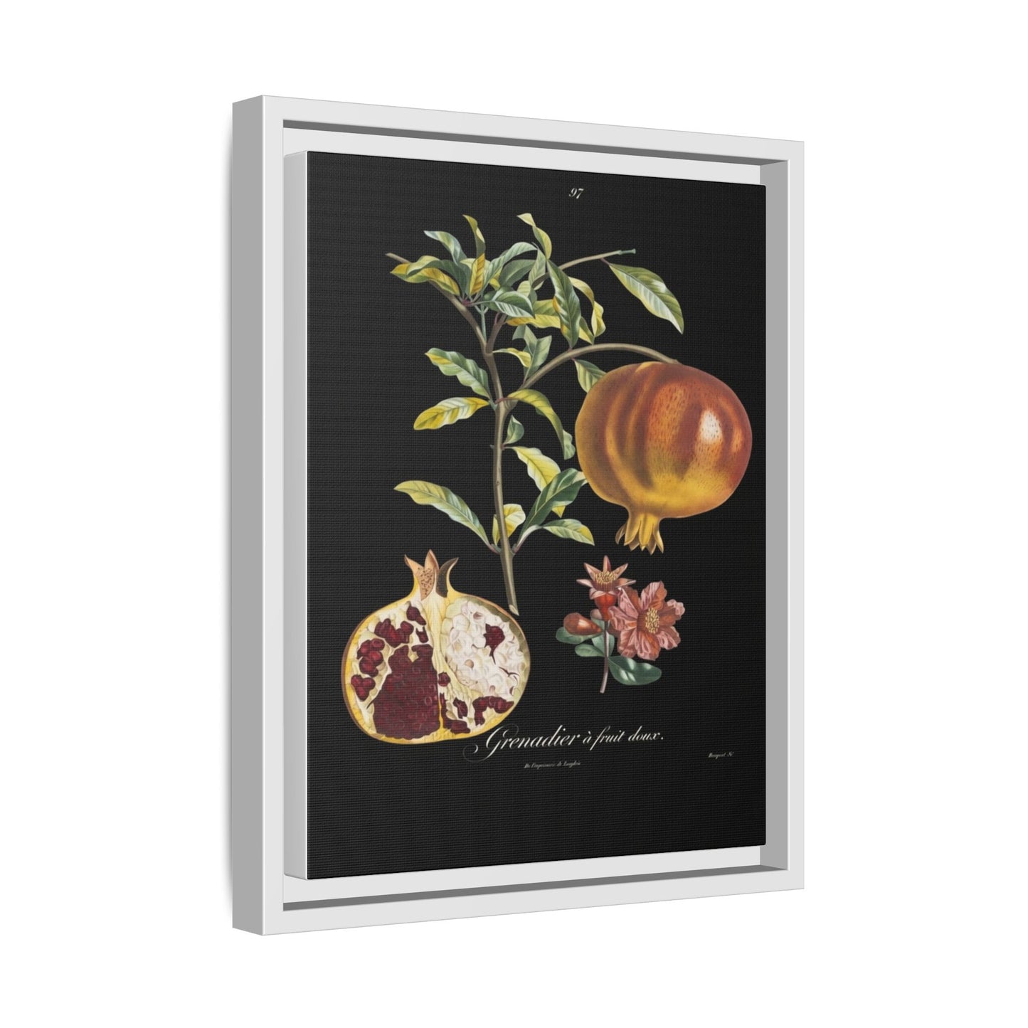 Pomegranate Botanical Framed Canvas Print — Vintage Fruit Wall Art