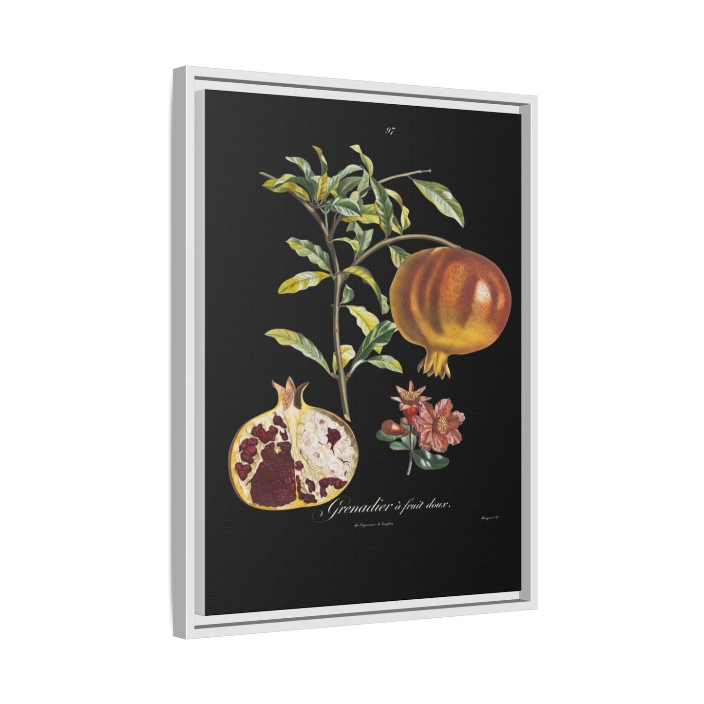 Pomegranate Botanical Framed Canvas Print — Vintage Fruit Wall Art