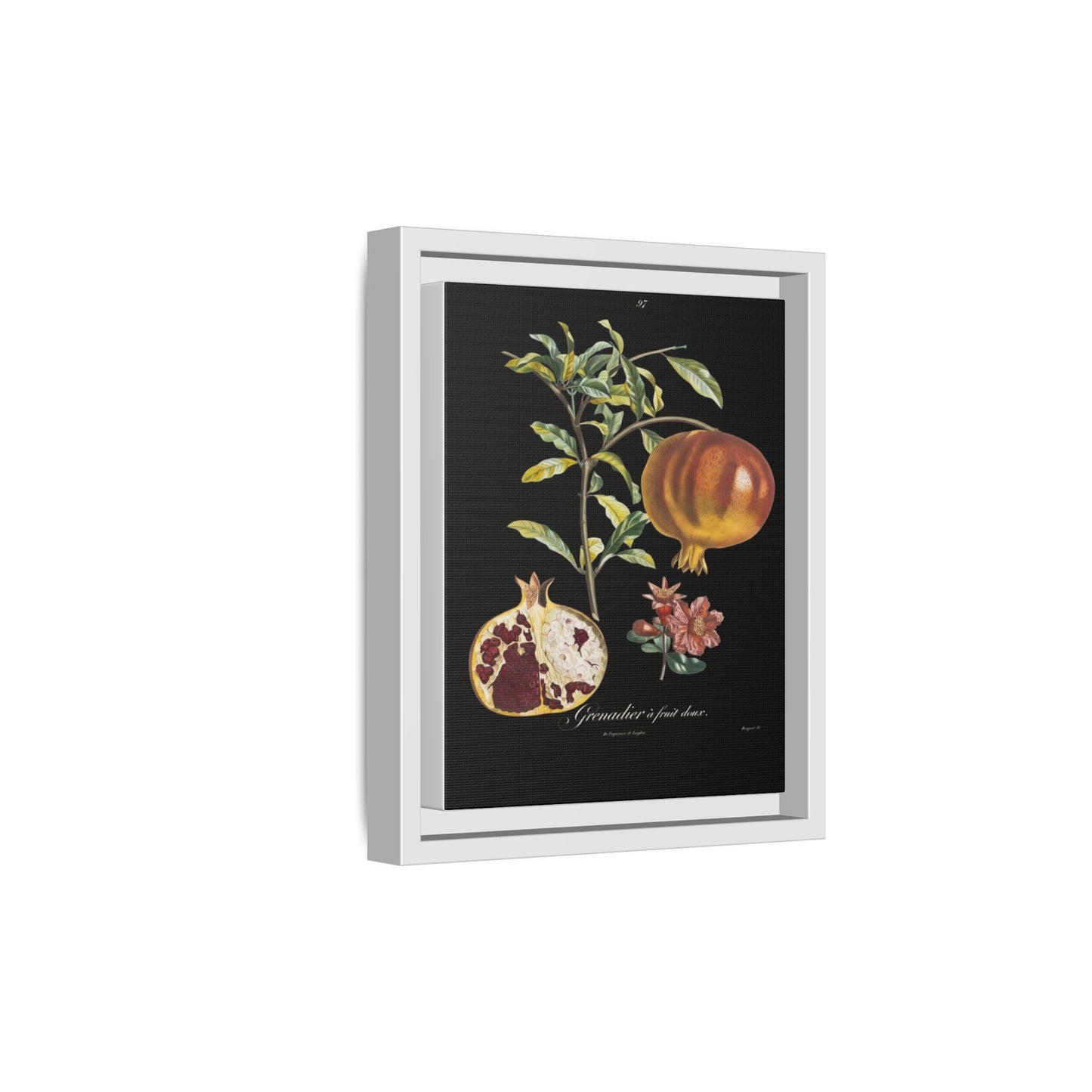 Pomegranate Botanical Framed Canvas Print — Vintage Fruit Wall Art