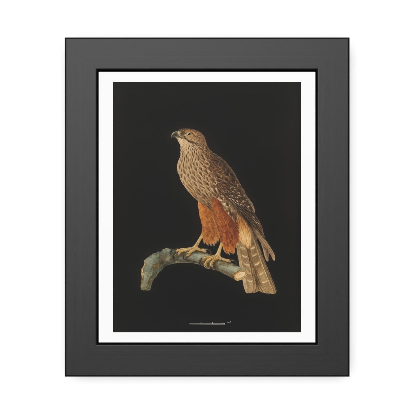 Framed Bird Art Print — Vintage Red-Shouldered Hawk Illustration Poster
