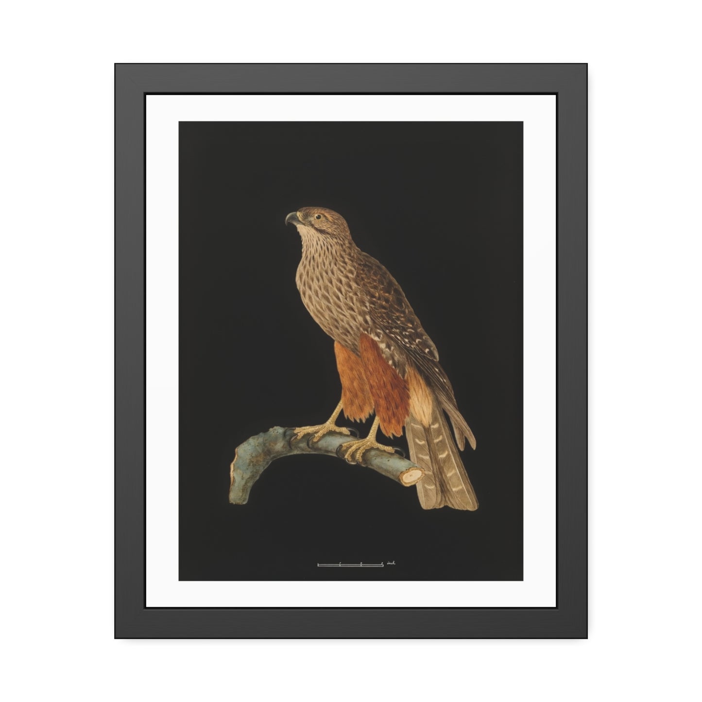 Framed Bird Art Print — Vintage Red-Shouldered Hawk Illustration Poster