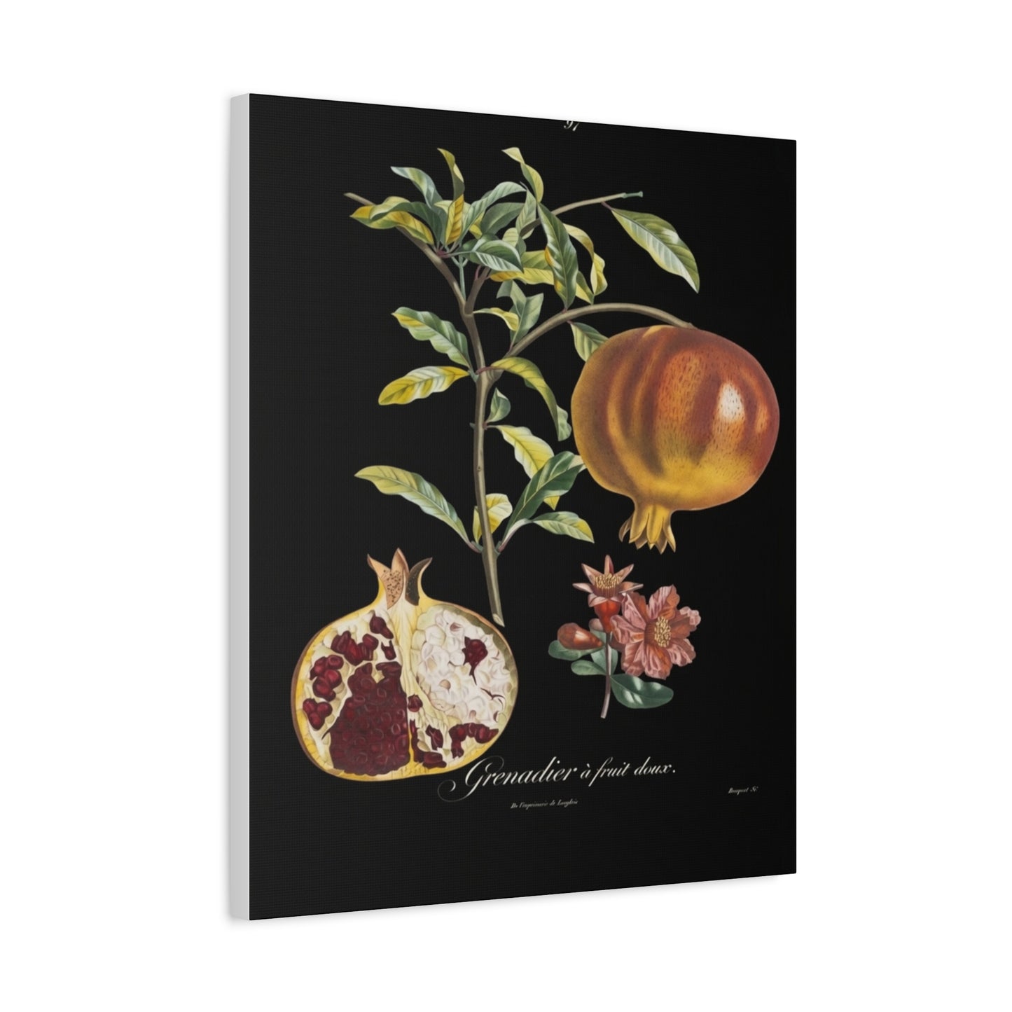 Pomegranate Botanical Canvas Print — Matte Stretched Wall Art