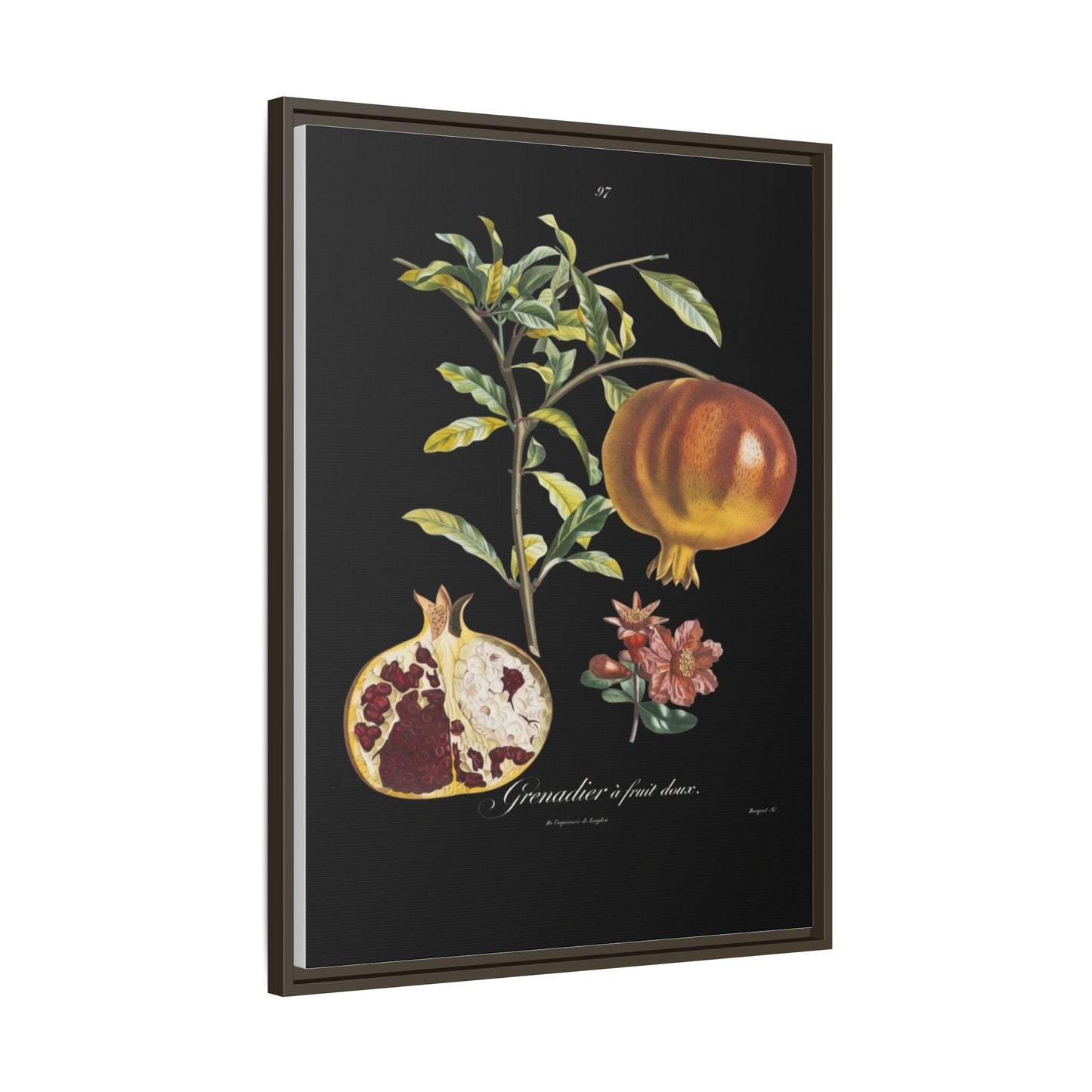 Pomegranate Botanical Framed Canvas Print — Vintage Fruit Wall Art