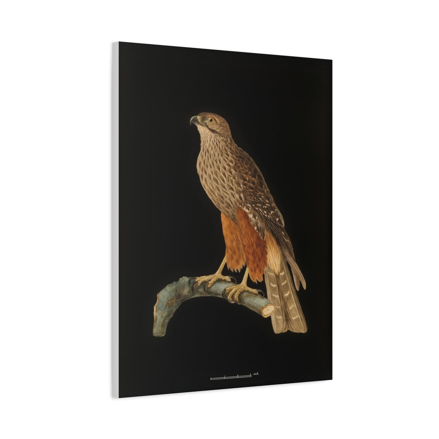 Falcon Art Canvas Print — Matte Stretched Bird Illustration