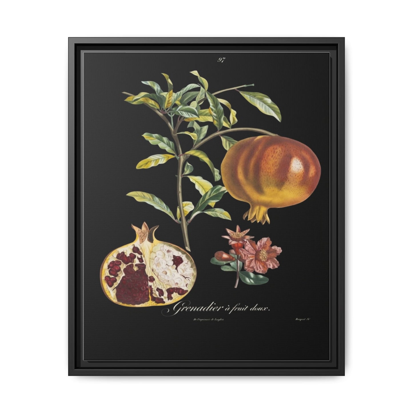 Pomegranate Botanical Framed Canvas Print — Vintage Fruit Wall Art