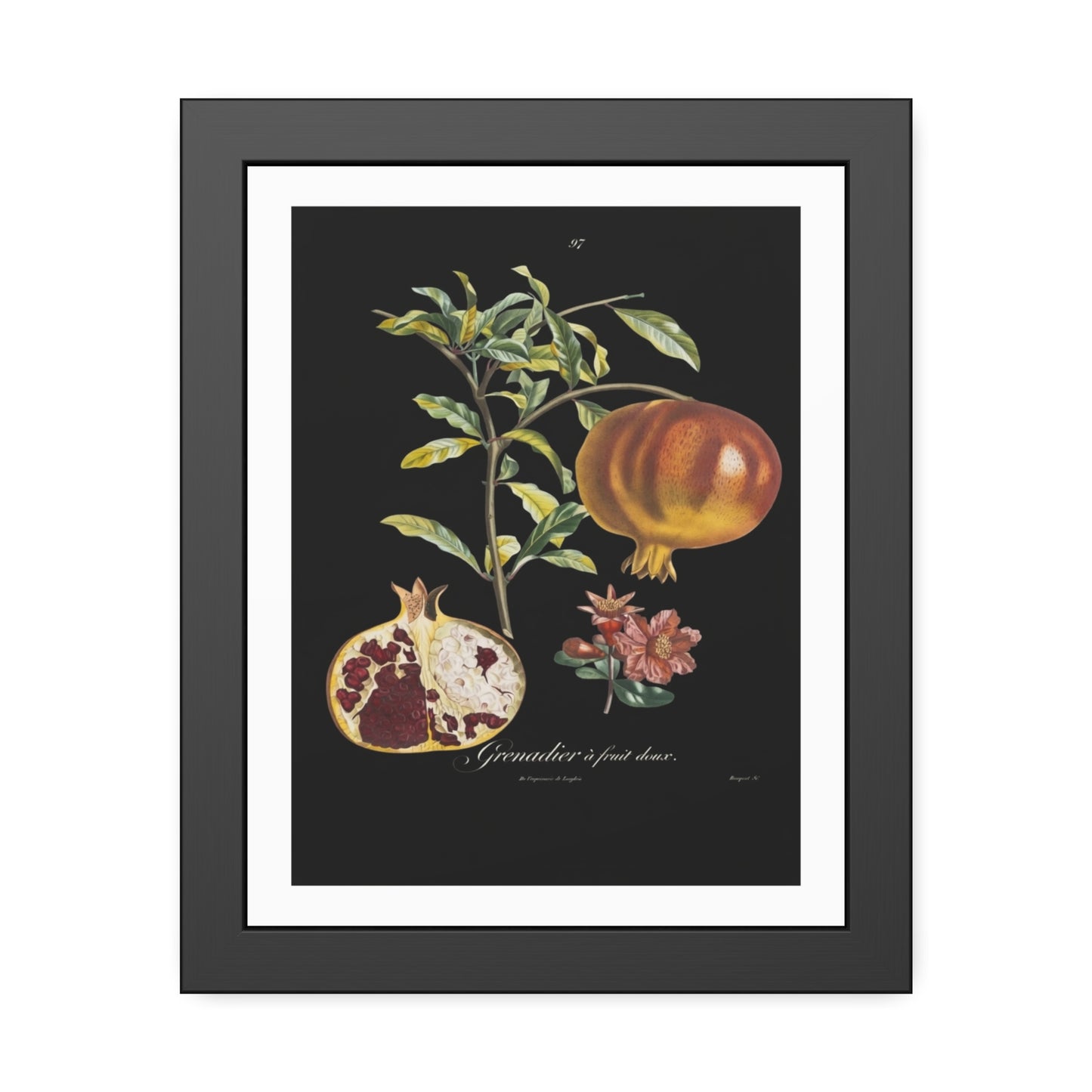 Pomegranate Botanical Framed Poster — Vintage Fruit Art Print