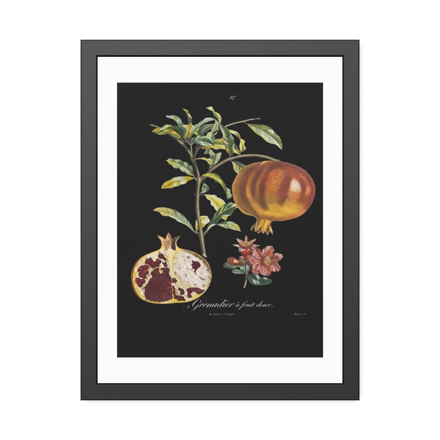 Pomegranate Botanical Framed Poster — Vintage Fruit Art Print