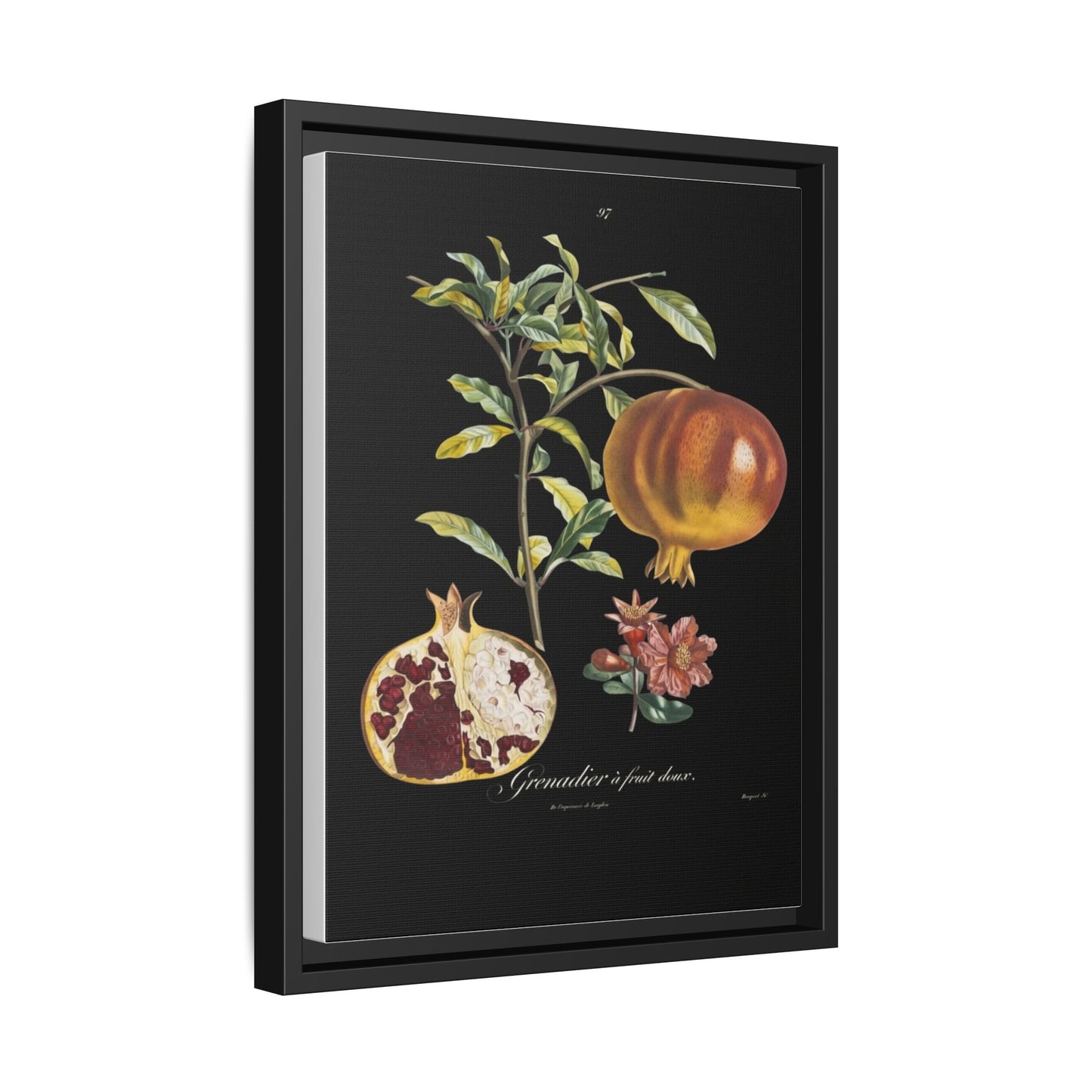 Pomegranate Botanical Framed Canvas Print — Vintage Fruit Wall Art