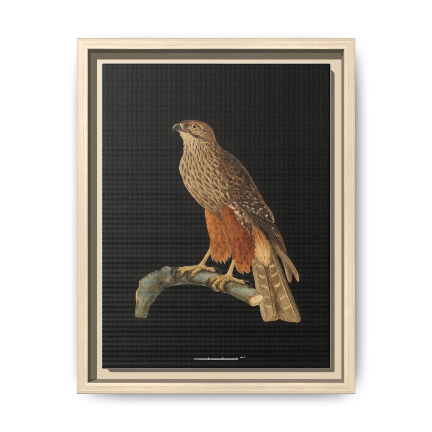 Framed Matte Canvas Print — Vintage Red-Shouldered Hawk Illustration