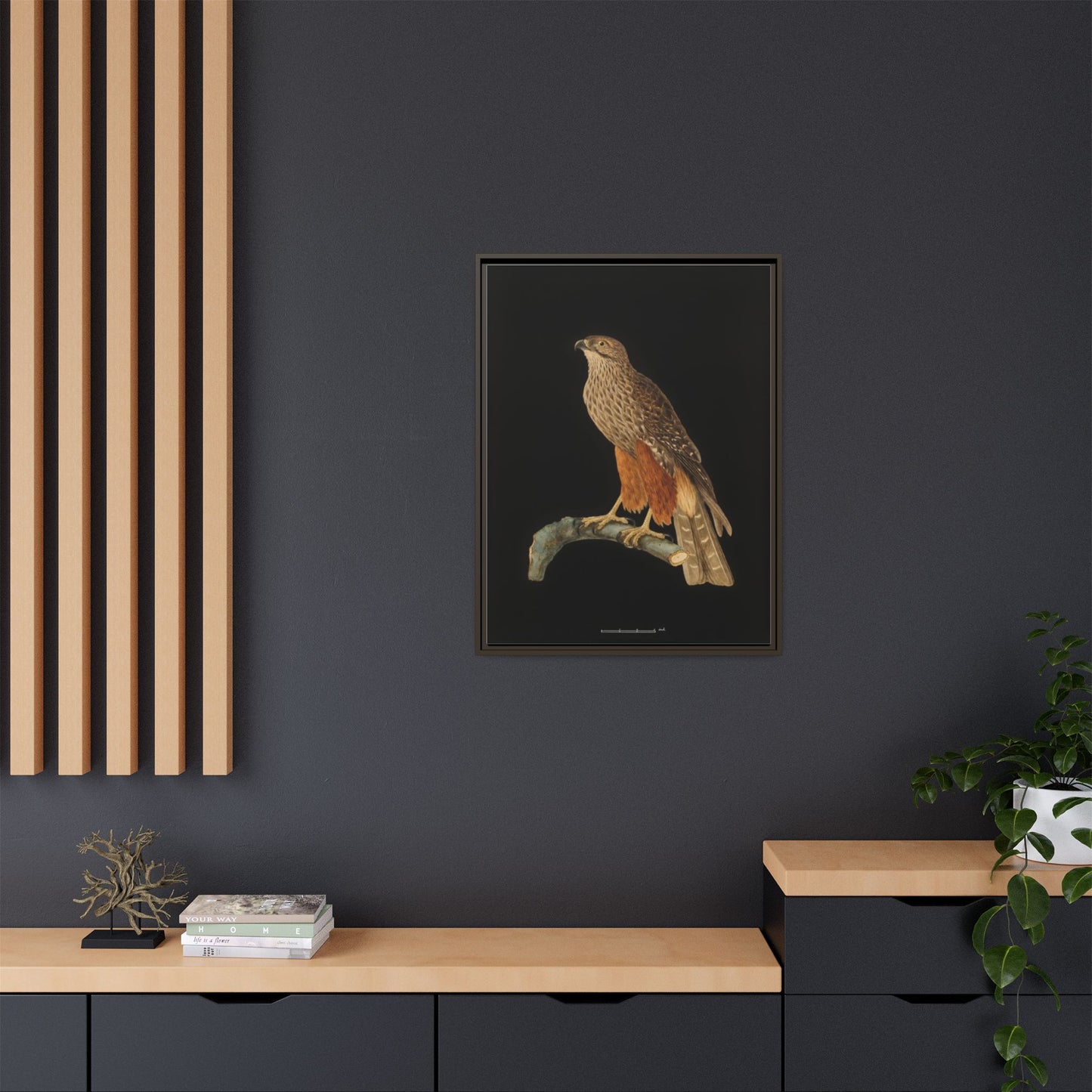 Framed Matte Canvas Print — Vintage Red-Shouldered Hawk Illustration