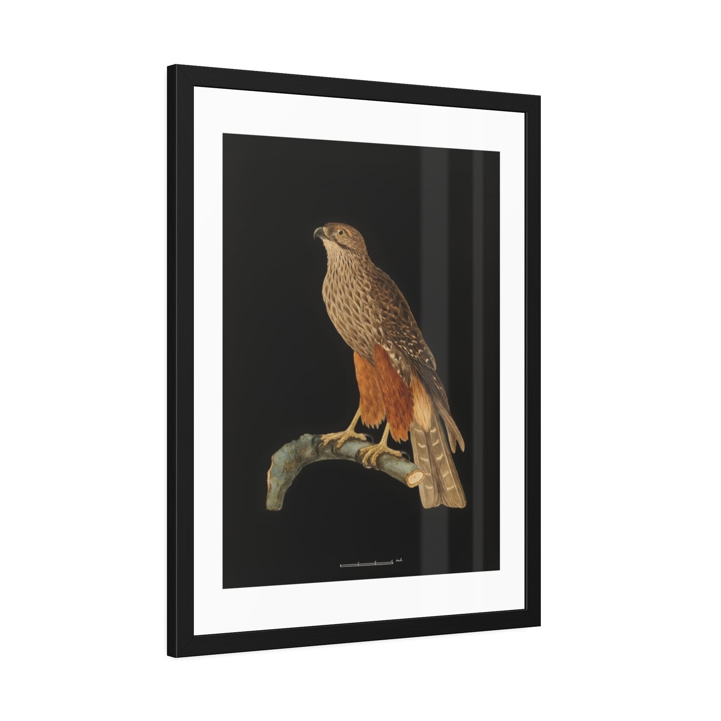 Framed Bird Art Print — Vintage Red-Shouldered Hawk Illustration Poster