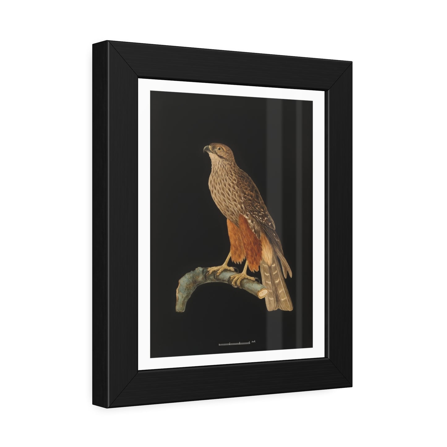 Framed Bird Art Print — Vintage Red-Shouldered Hawk Illustration Poster