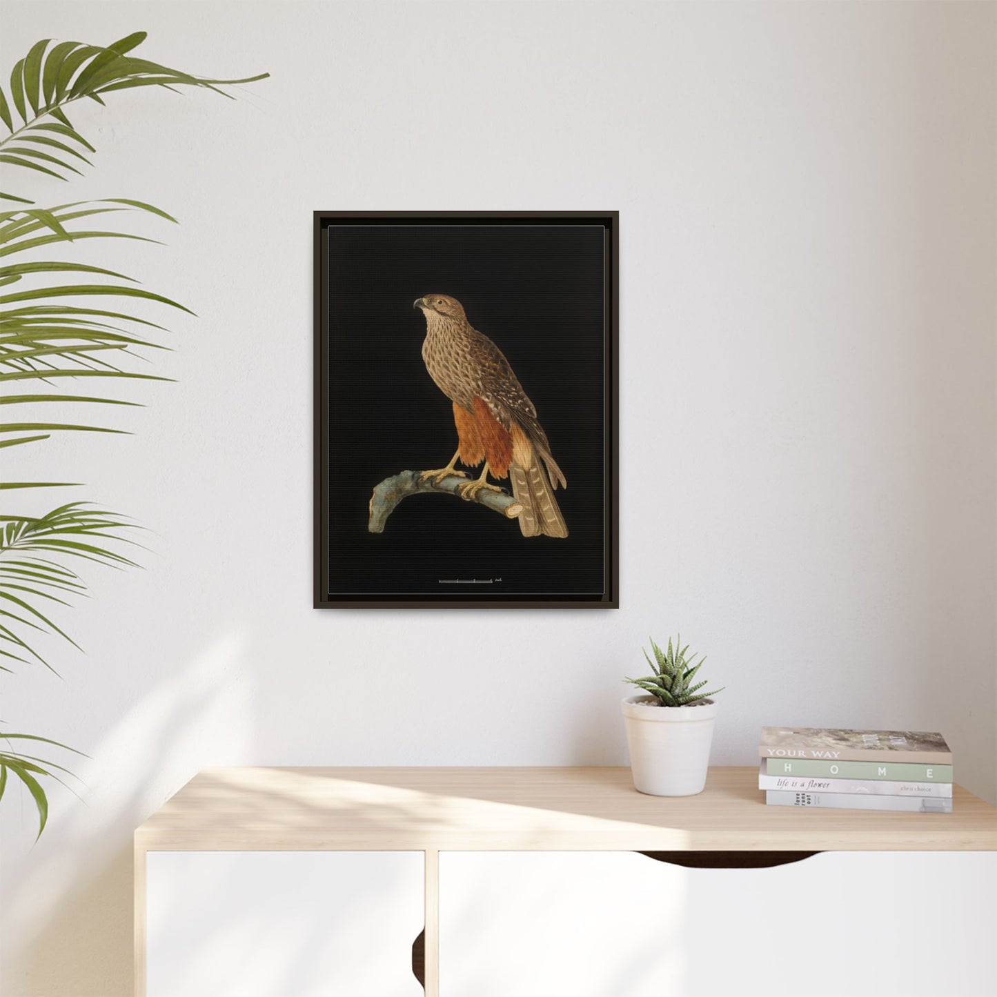 Framed Matte Canvas Print — Vintage Red-Shouldered Hawk Illustration