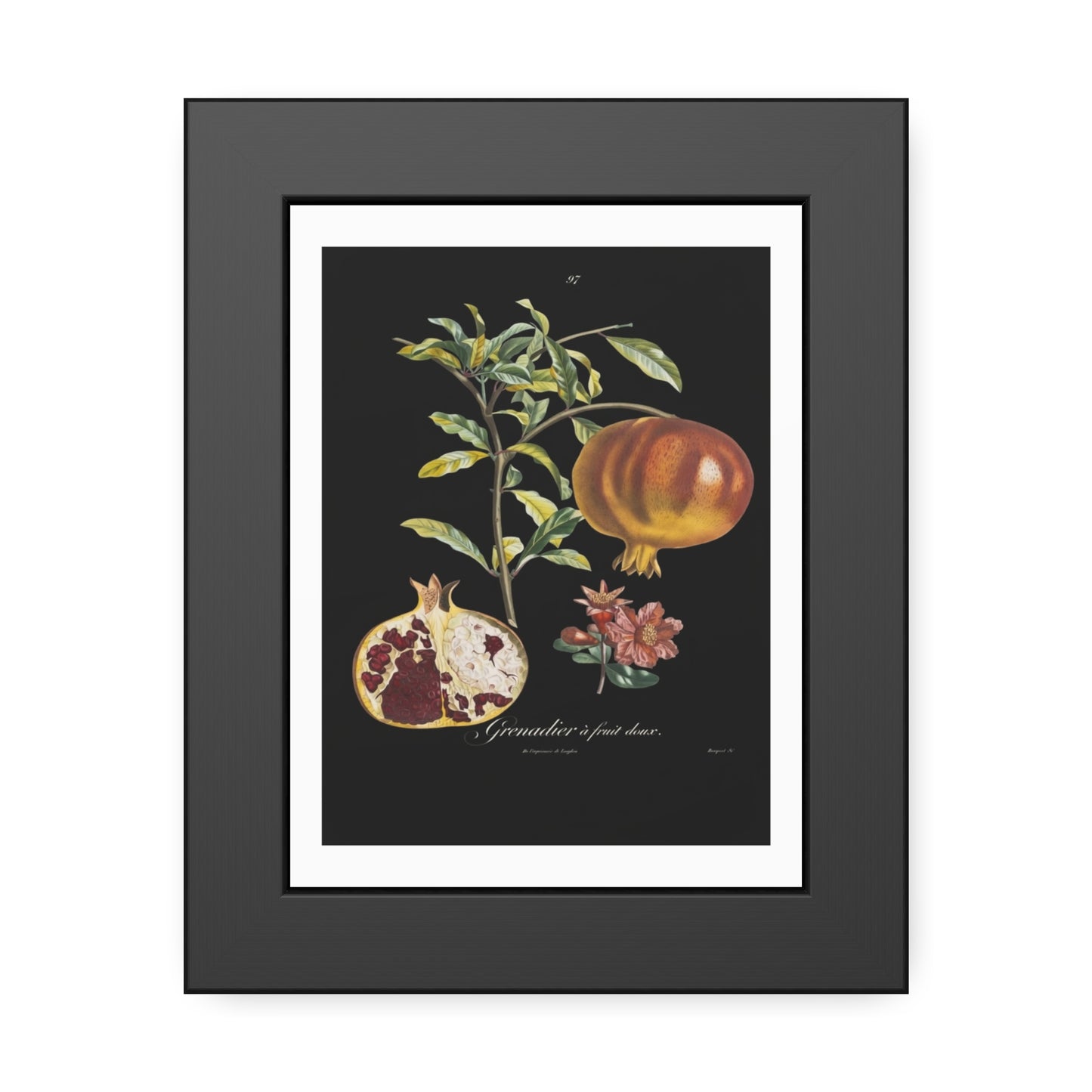 Pomegranate Botanical Framed Poster — Vintage Fruit Art Print