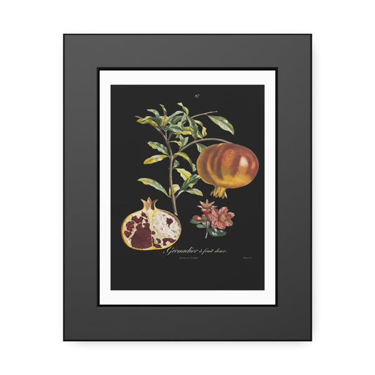 Pomegranate Botanical Framed Poster — Vintage Fruit Art Print