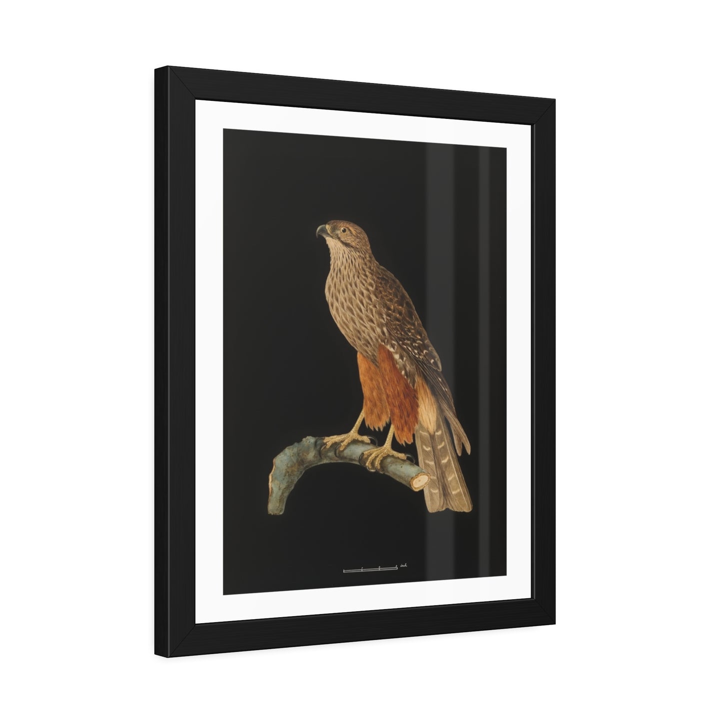 Framed Bird Art Print — Vintage Red-Shouldered Hawk Illustration Poster