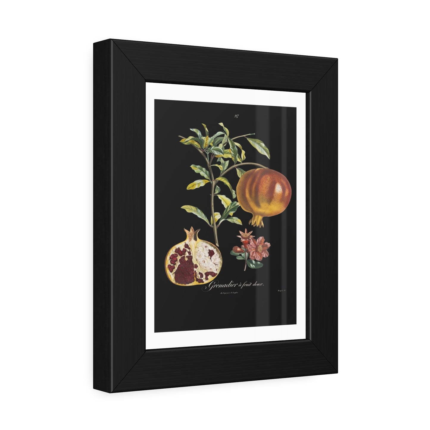 Pomegranate Botanical Framed Poster — Vintage Fruit Art Print