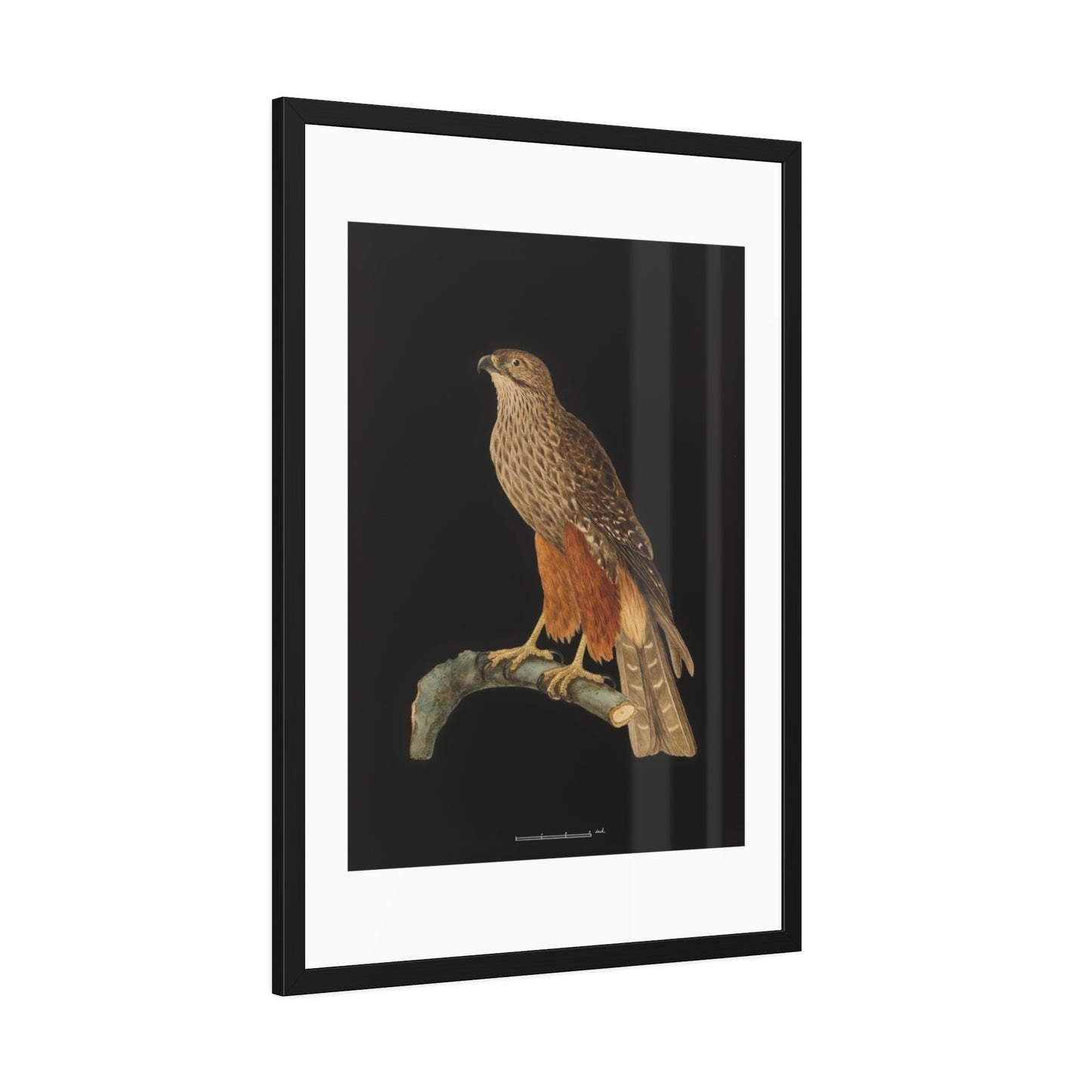 Framed Bird Art Print — Vintage Red-Shouldered Hawk Illustration Poster
