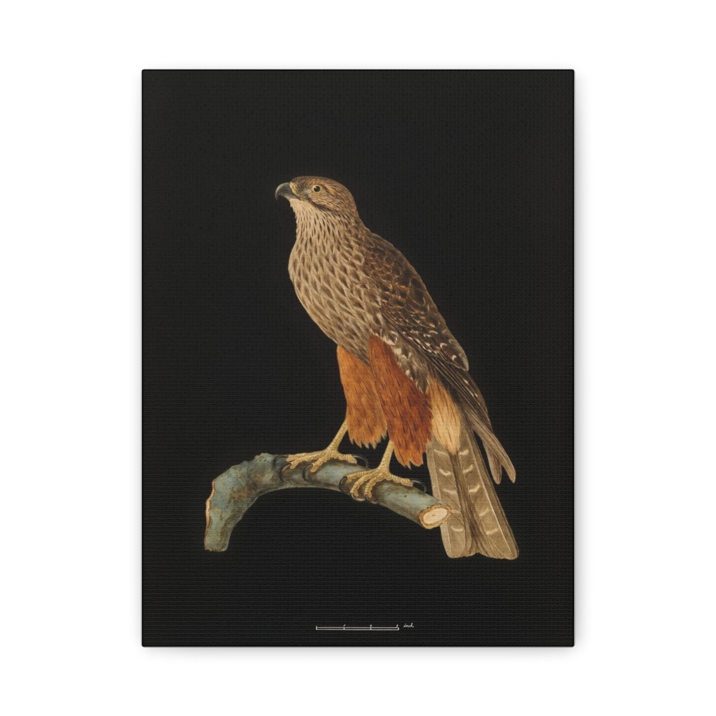 Falcon Art Canvas Print — Matte Stretched Bird Illustration
