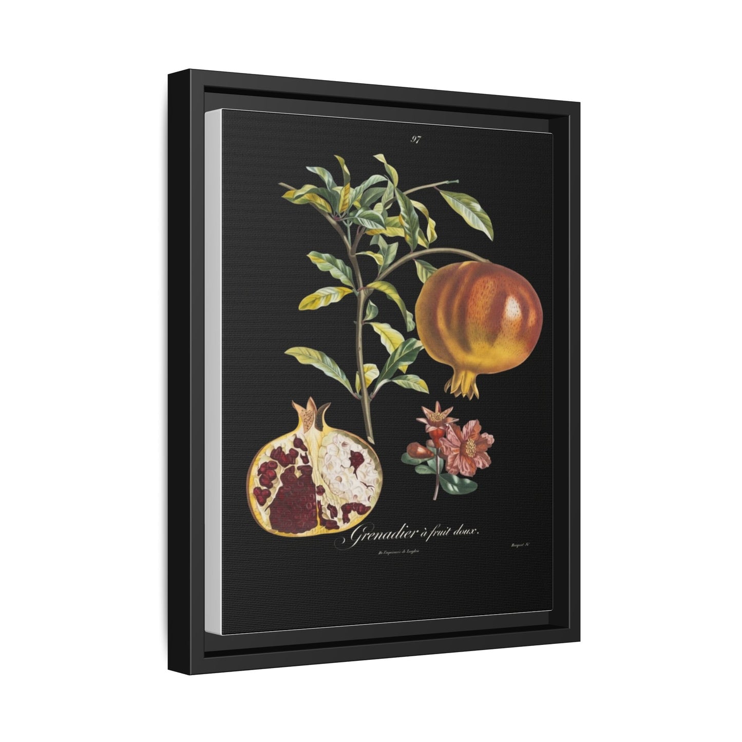 Pomegranate Botanical Framed Canvas Print — Vintage Fruit Wall Art
