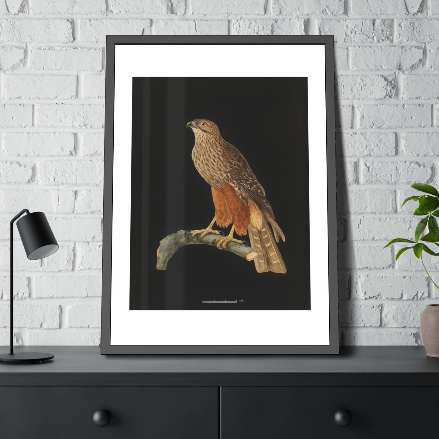 Framed Bird Art Print — Vintage Red-Shouldered Hawk Illustration Poster