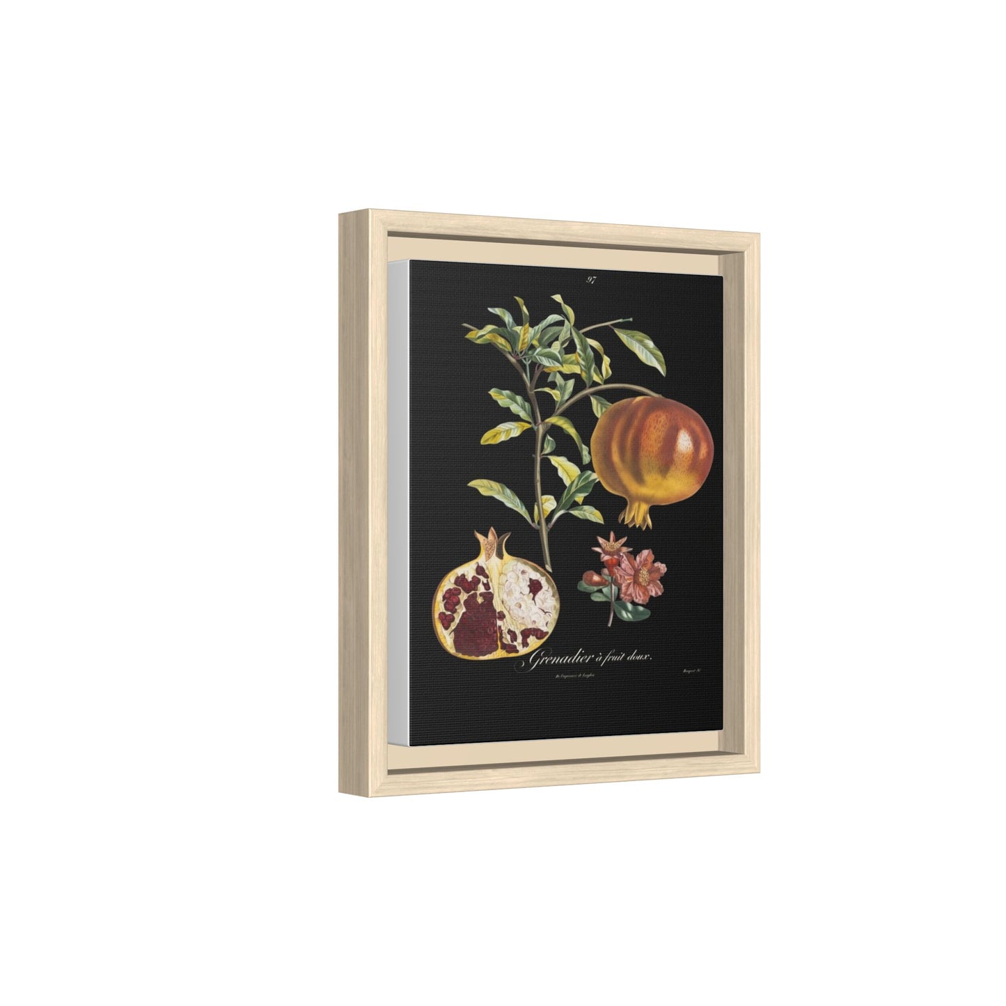 Pomegranate Botanical Framed Canvas Print — Vintage Fruit Wall Art