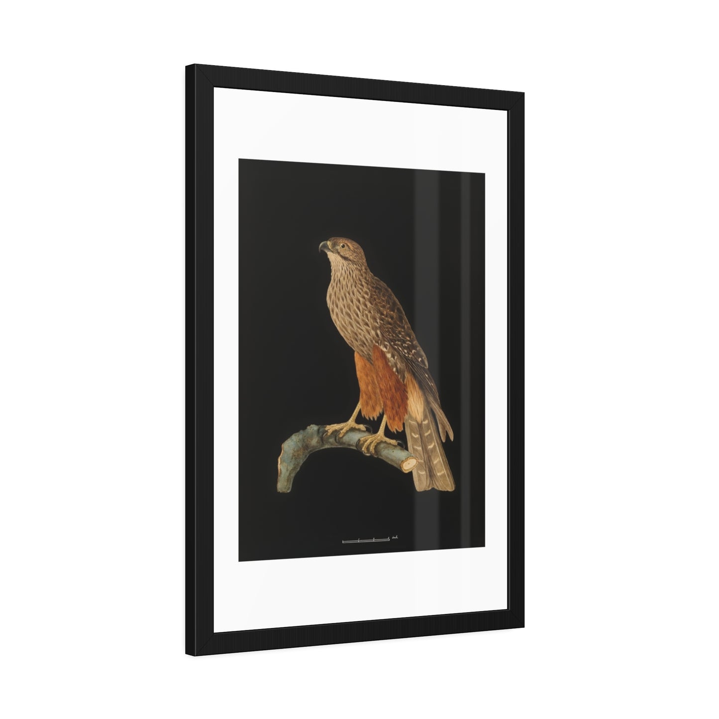 Framed Bird Art Print — Vintage Red-Shouldered Hawk Illustration Poster