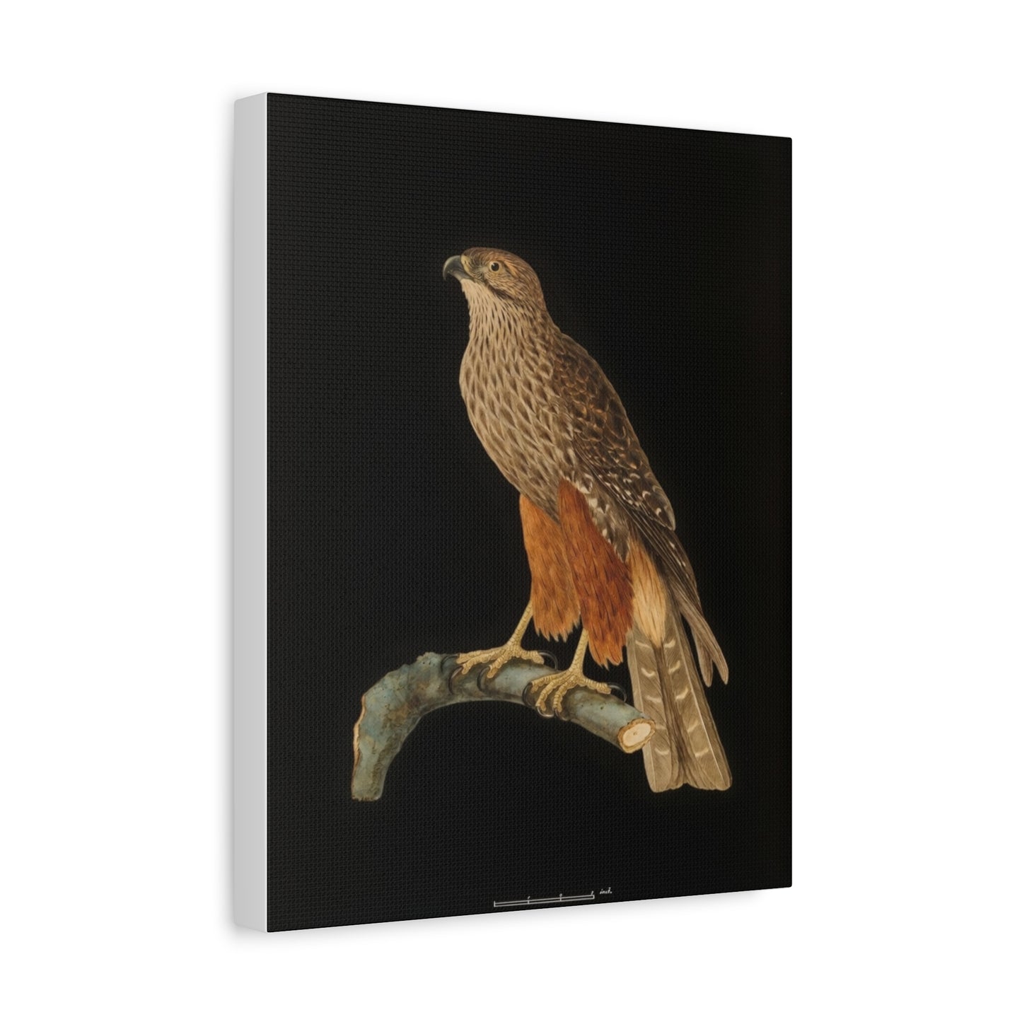 Falcon Art Canvas Print — Matte Stretched Bird Illustration