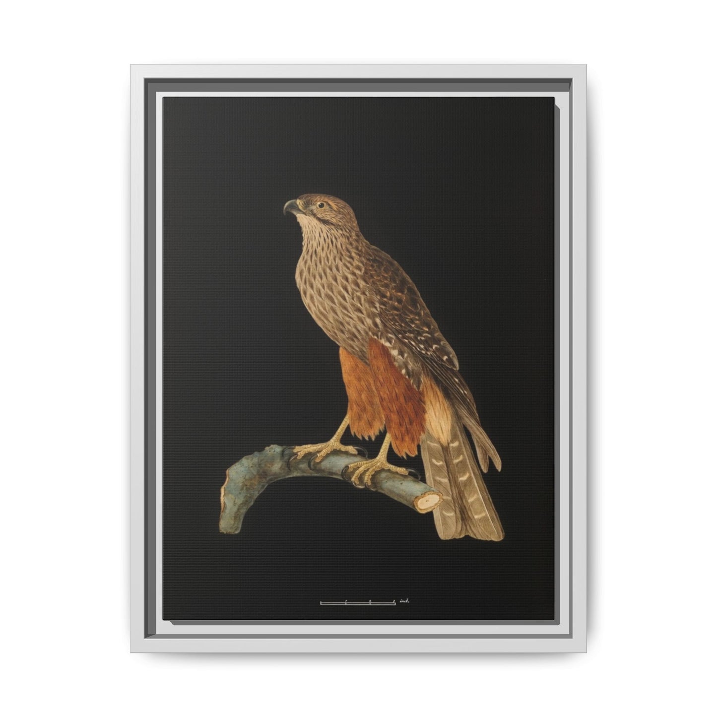 Framed Matte Canvas Print — Vintage Red-Shouldered Hawk Illustration