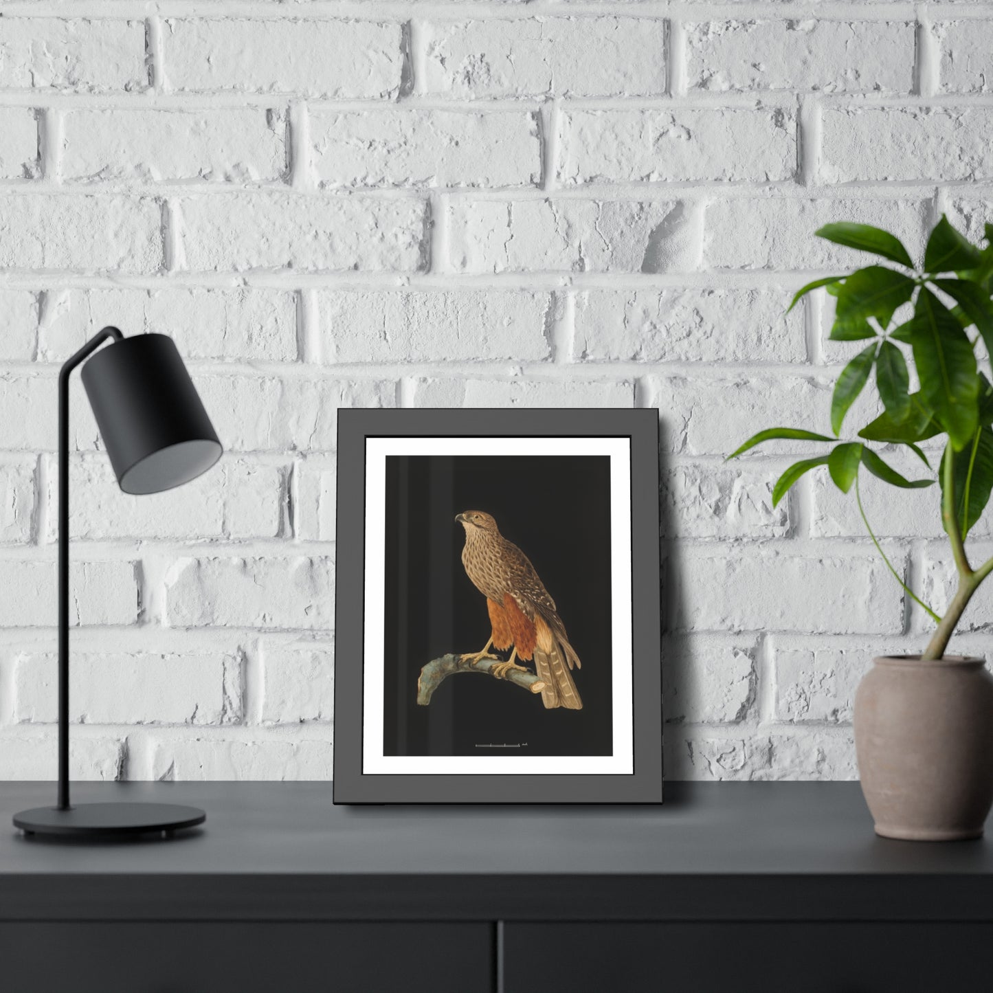 Framed Bird Art Print — Vintage Red-Shouldered Hawk Illustration Poster