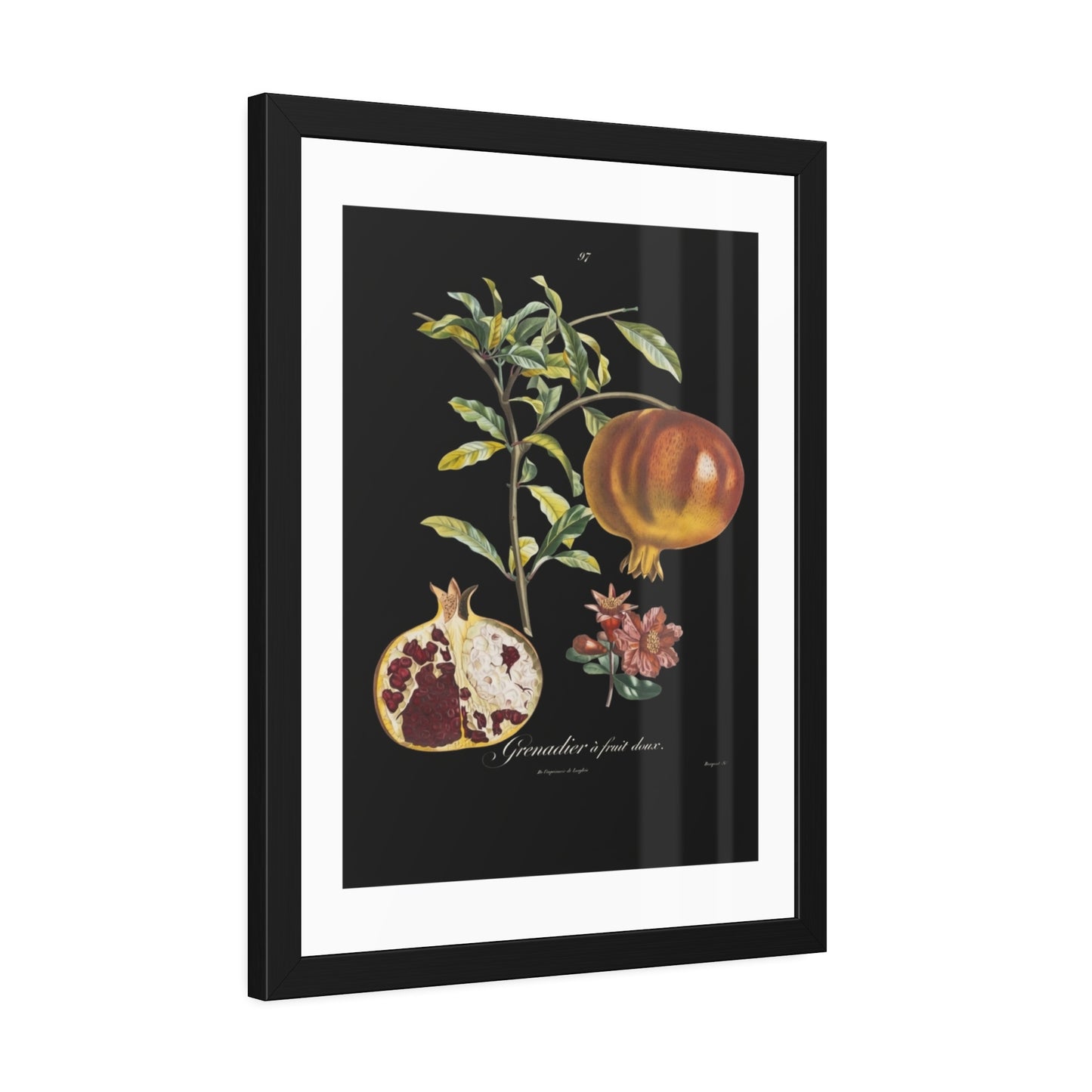 Pomegranate Botanical Framed Poster — Vintage Fruit Art Print