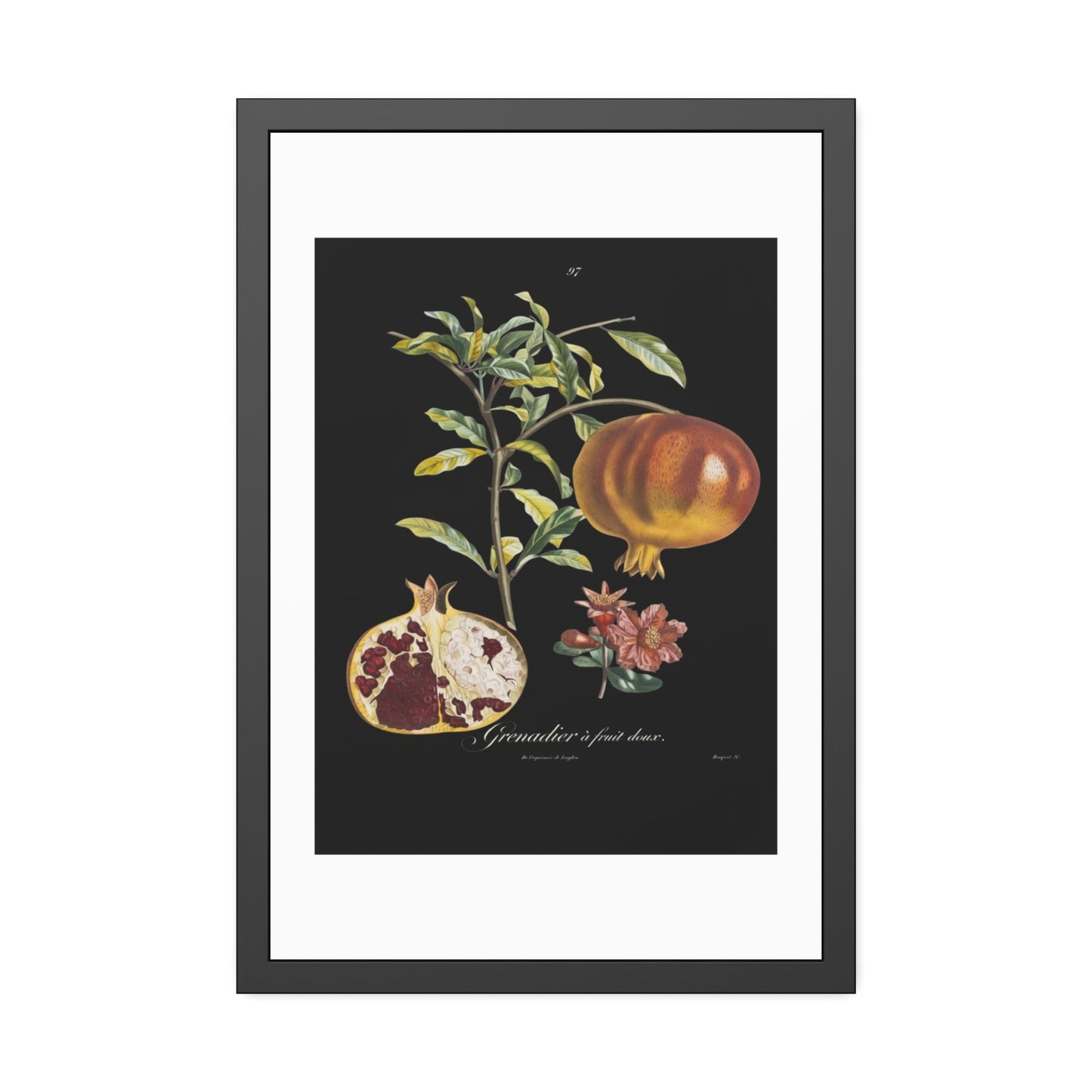 Pomegranate Botanical Framed Poster — Vintage Fruit Art Print