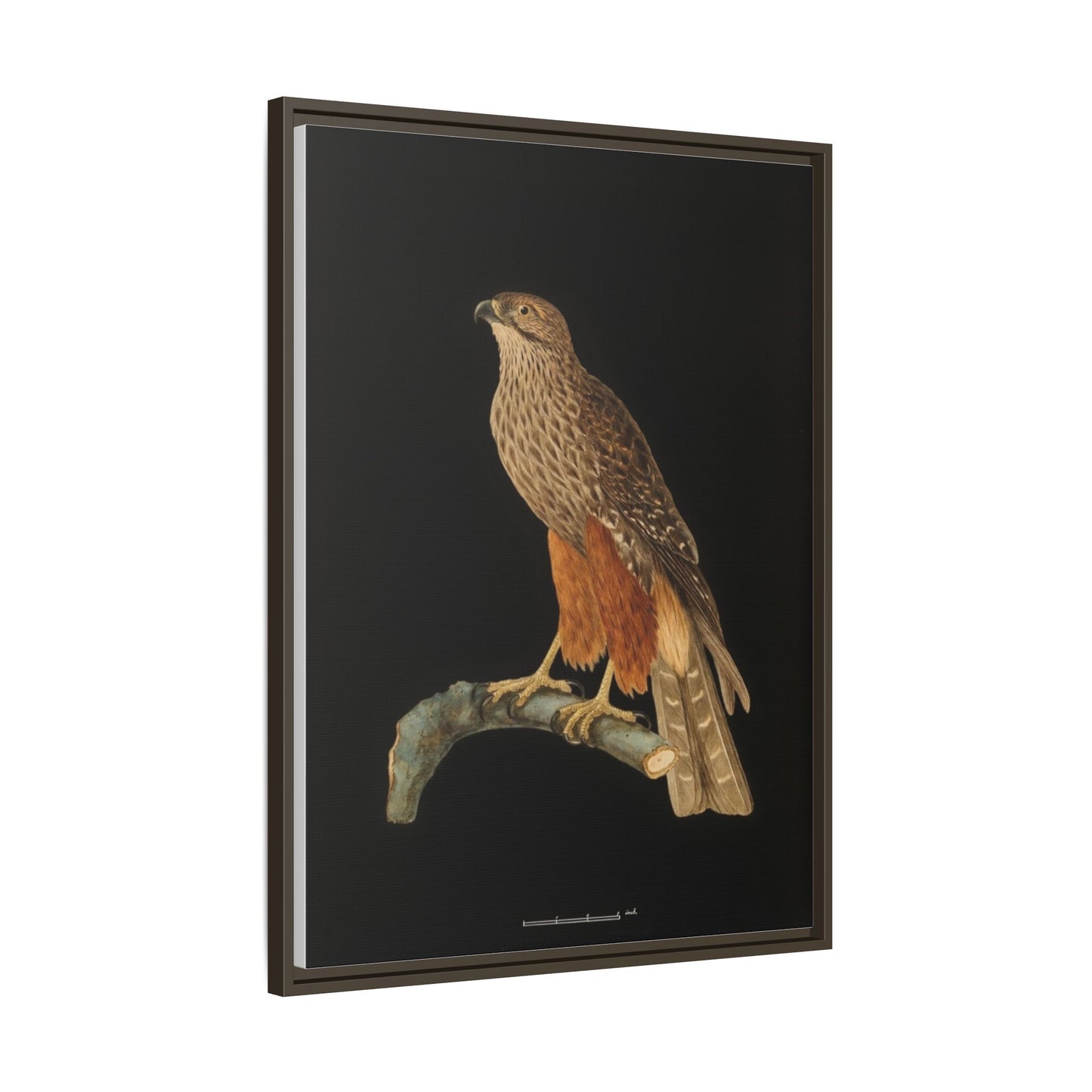 Framed Matte Canvas Print — Vintage Red-Shouldered Hawk Illustration
