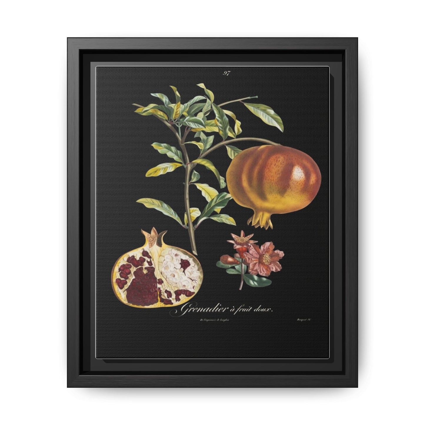 Pomegranate Botanical Framed Canvas Print — Vintage Fruit Wall Art