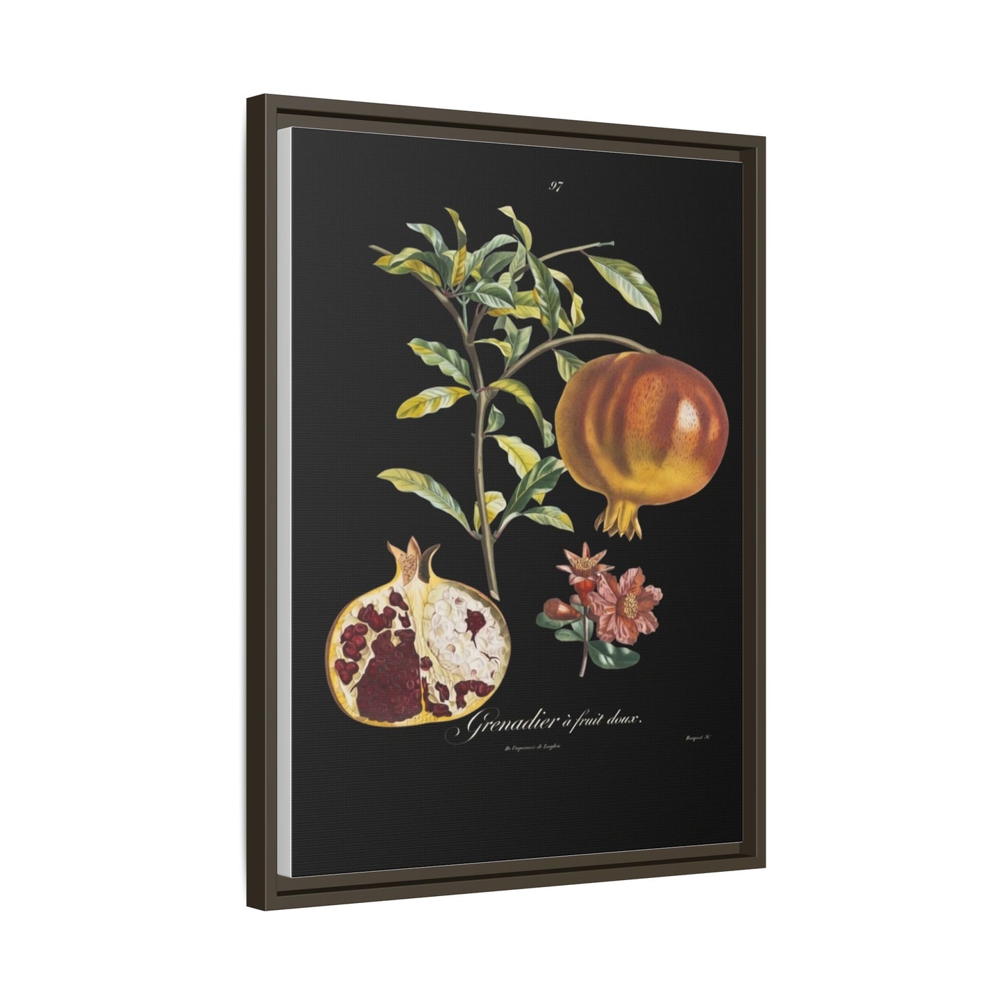 Pomegranate Botanical Framed Canvas Print — Vintage Fruit Wall Art