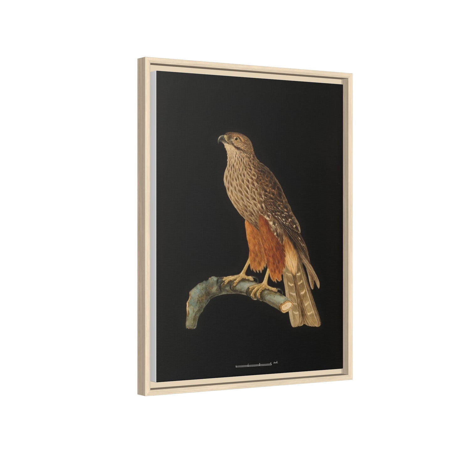 Framed Matte Canvas Print — Vintage Red-Shouldered Hawk Illustration