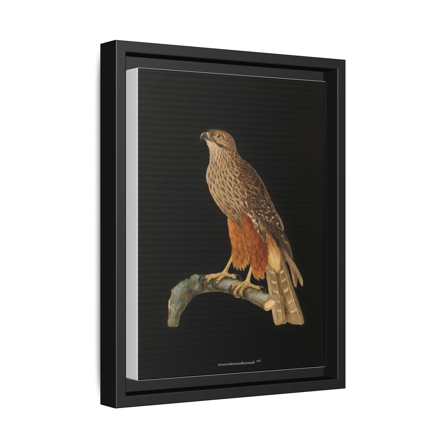 Framed Matte Canvas Print — Vintage Red-Shouldered Hawk Illustration