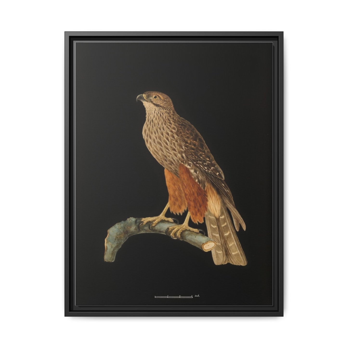 Framed Matte Canvas Print — Vintage Red-Shouldered Hawk Illustration