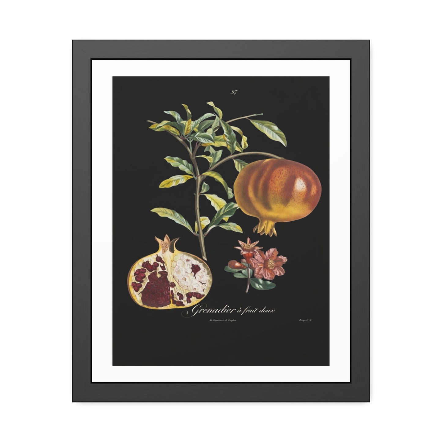 Pomegranate Botanical Framed Poster — Vintage Fruit Art Print