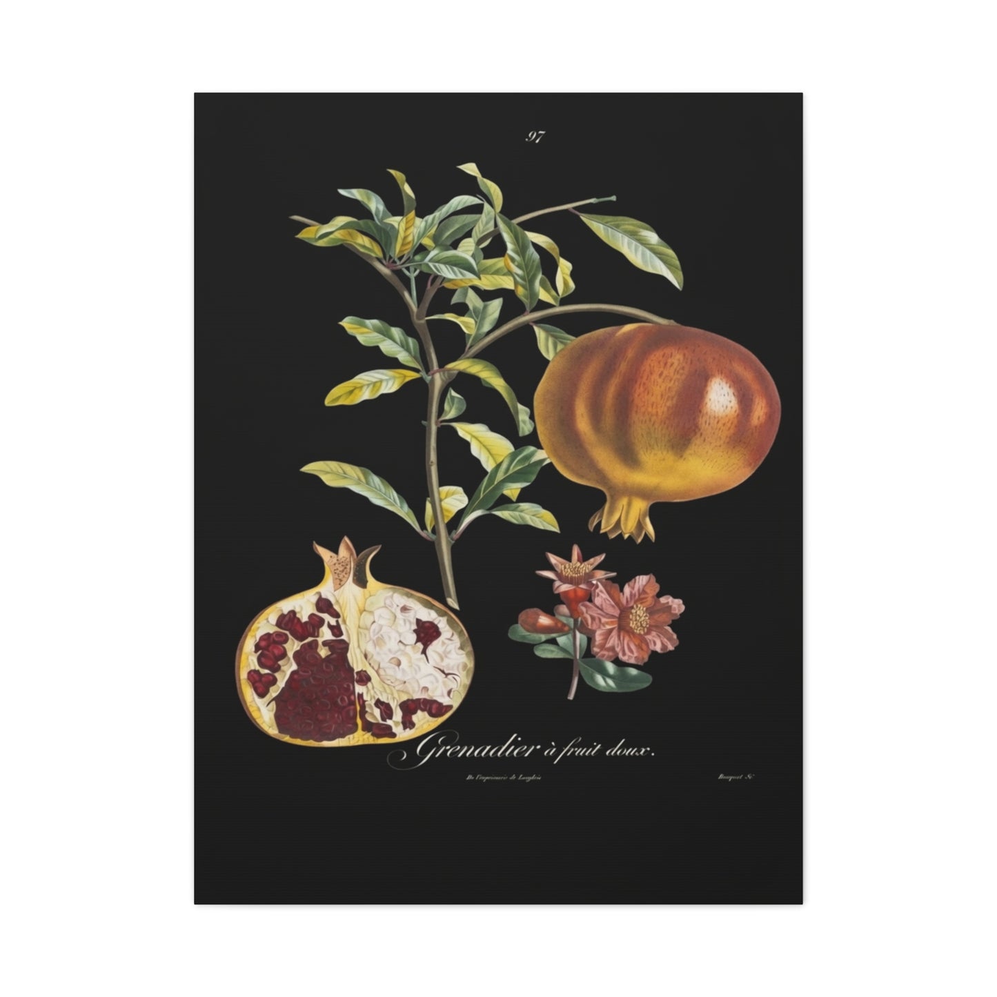 Pomegranate Botanical Canvas Print — Matte Stretched Wall Art